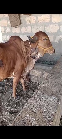 ગાય વેચવાની છે