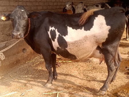 એસ જર્સી ગાય
