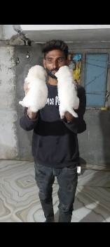 pomeranian