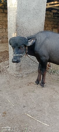 આ પાડો વેચવાનો છે