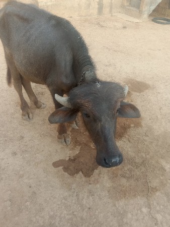 પાડો વેચવાનો છે