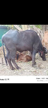 ટોપલી જાફરાબાદી ખડાય છે