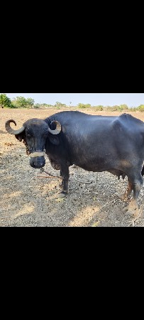 ભેંશ વેચવાની છે
