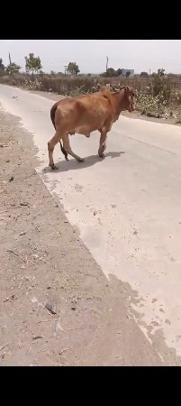 ગાભણી સે