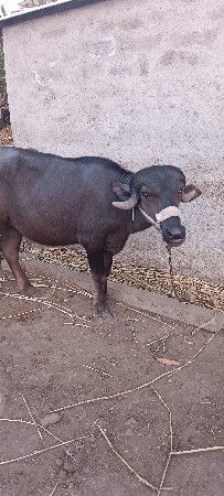 અડી વર્ષ ની ખડાઈ