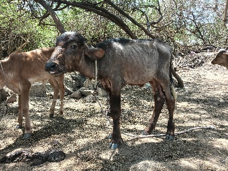 પાડી વેચવા ની છે