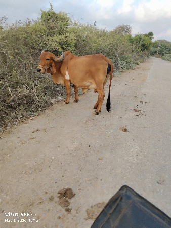 ગીર ગાય વેસવાની સે