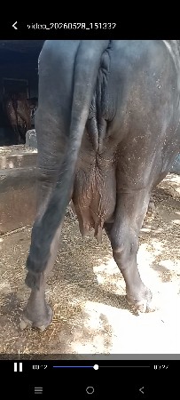 ભેંસ વેચવાની છે