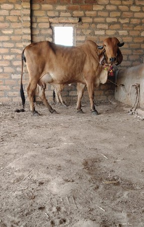 ગાય અને વાછરડી વેચવાની સે