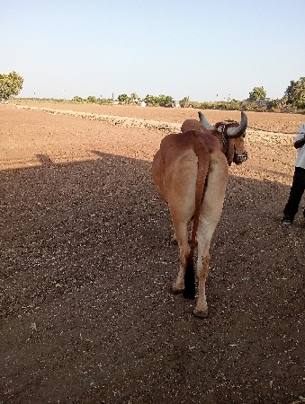 બળદ વેચવાનો છે બંને બાજુ હાલે છે