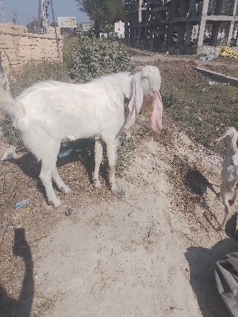 કોડીનાર સુગર ફેક્ટરી વનગર રોડ