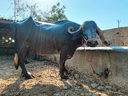 ભેંસ વેચવાની છે ૫ વેતર