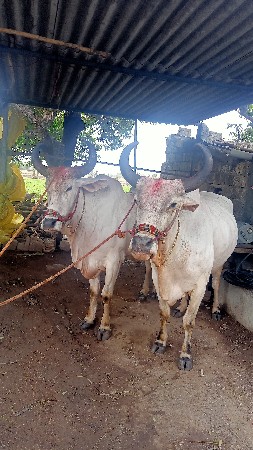 બળદ વેચવાનો છે