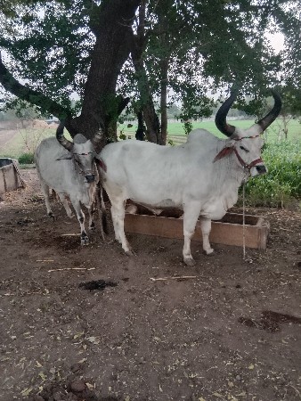 બળદ