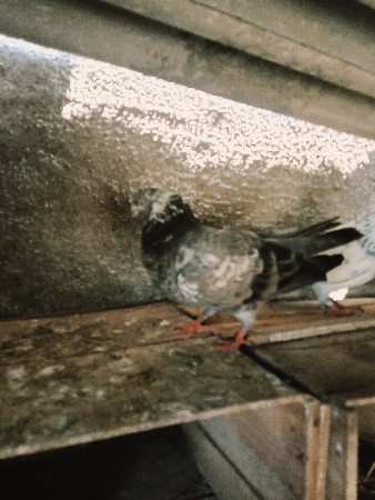 મદીના સાટા કરવાના છે એક