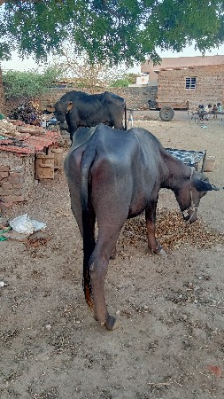 બે ખળેલી વેચવાની છે