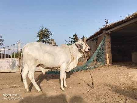 ગોડલો વેચવાનો છે