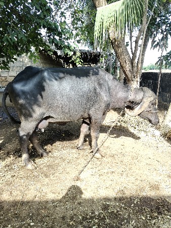 ભેંસ વેચવાની છે.
