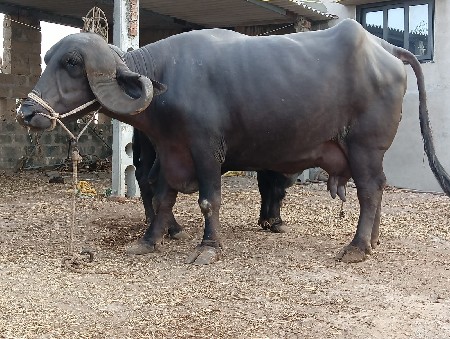 ભેંશ વેચવાની છે