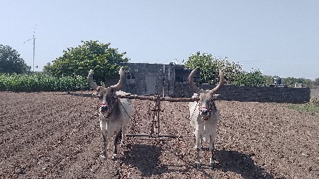 બળદ વેચવાના છે