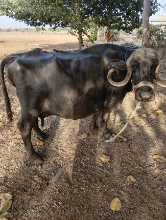 ભેંસ વેચવાની છે