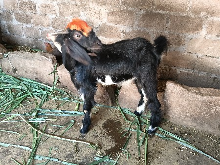 વેચવાનો છે