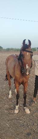 આ ઘોડી વેચવાની છે