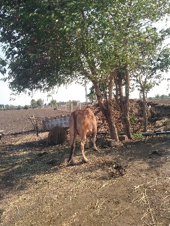 બળદ વેચવાનો છે