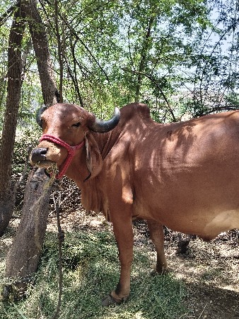 બીજું વેતર હોડકી