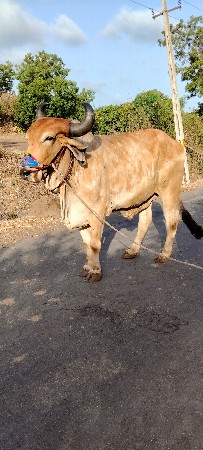 ભરત વેચવાનો બે વાવણી કાઢે