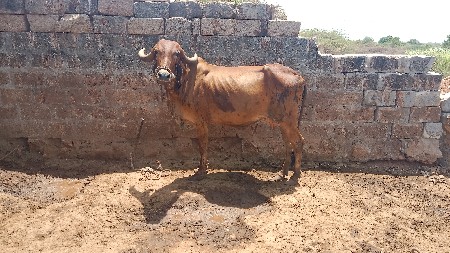 3વેતર છે