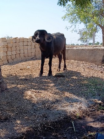 પાડો વેચાવ છે