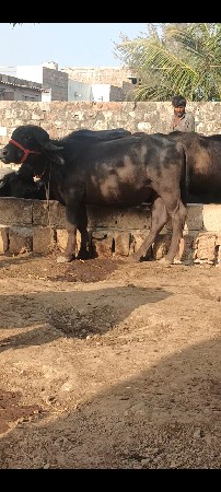 તાણ પાડા છ