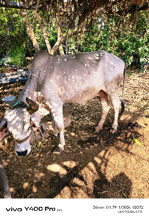 ગાય