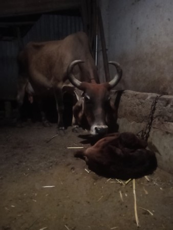 ગાય વેચવાની છે