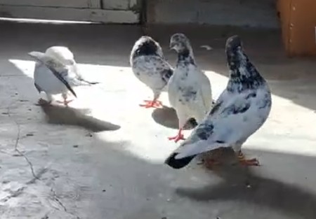 કબૂતર વેચવાના છે
