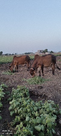 ઘોઢલા બેસવાના છે બધી જવાબદારી