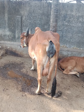 વેચવાની છે