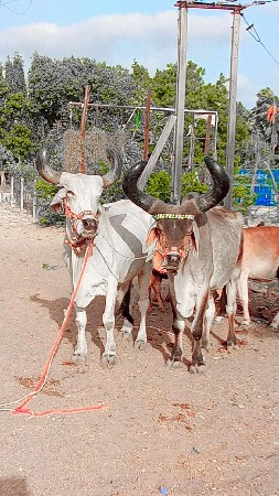 ત્રીજી ચોથી જવાબદાર છે મારવાડી જવાબ