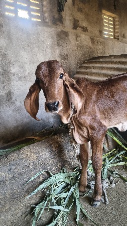 ગીર ગાયુ વેચવાની છે.