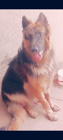 German male