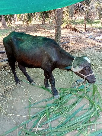 પાડિવેચવાનિછે