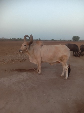 બળદ વેચવાના છે
