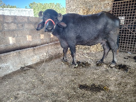 vesvani che