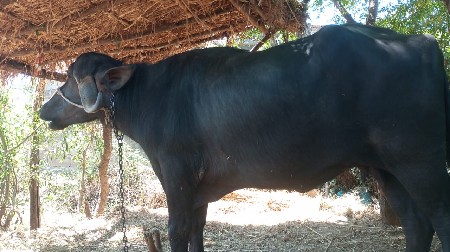 પેલવેતરી ખડેલી વેચવાની છે લેવી