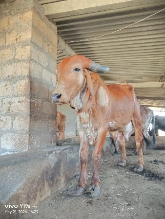 ગિર ગાય વેચવા ની છે