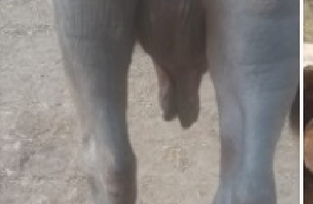 વેચવાની