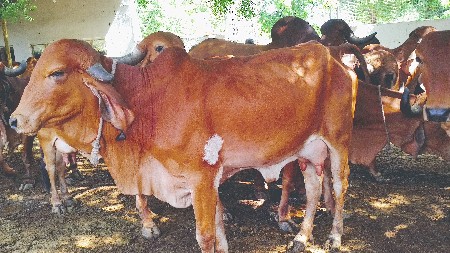 ગાય