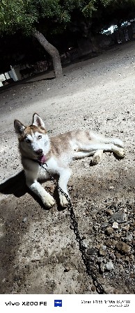 HUSKY BROWN
