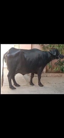 ભેંસ વેચવાનું છે